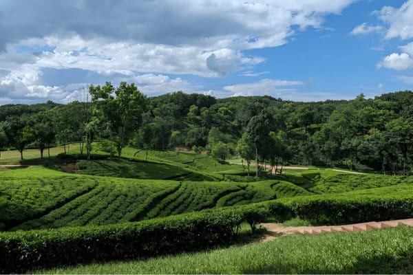 Sylhet – Jaflong – Ratargul – Srimangal